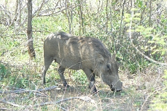0169-Reis Zuid-Afrika2007